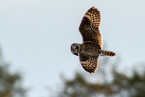 Short-eared Owl